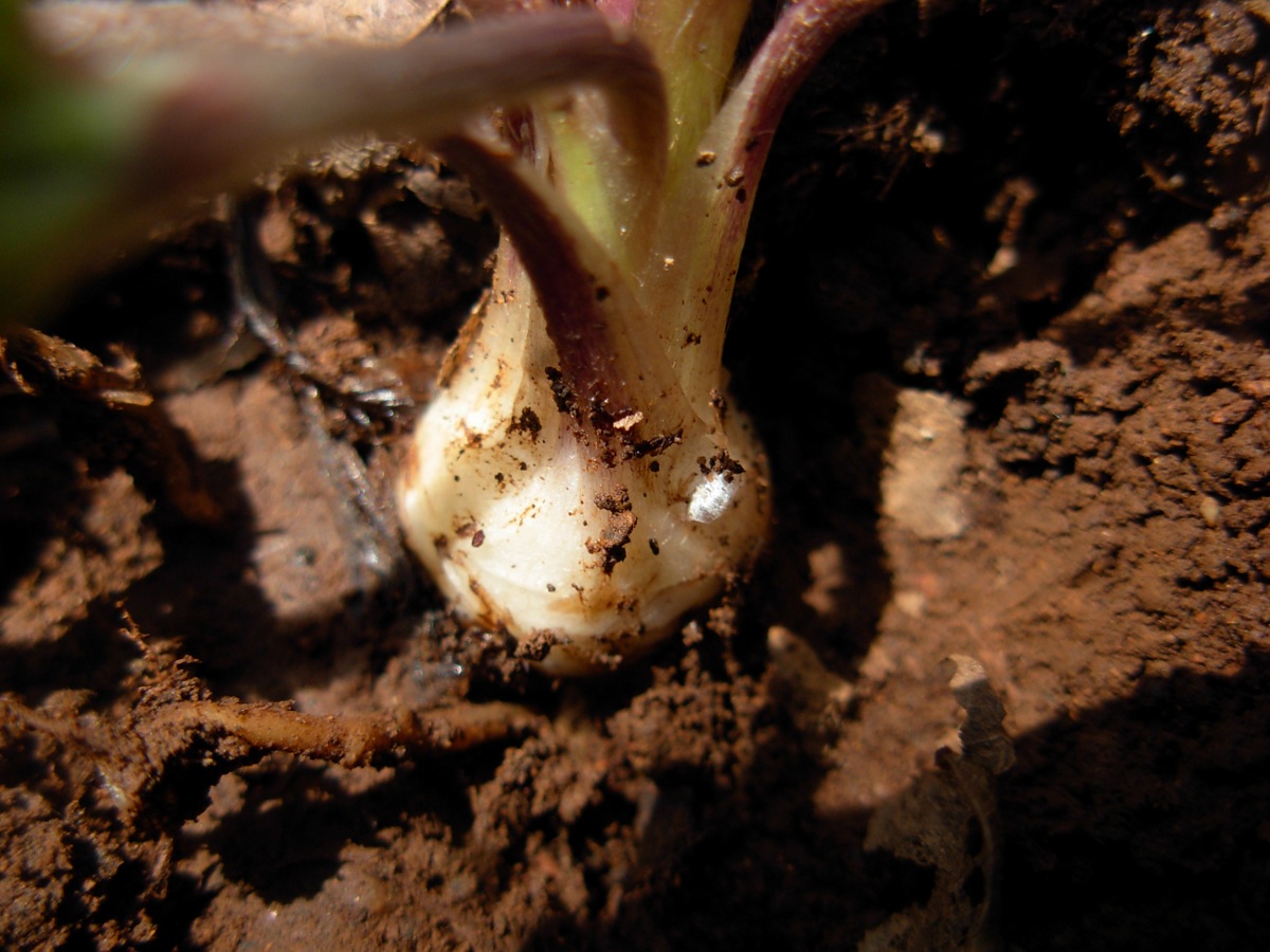 Ranunculaceae da identificare